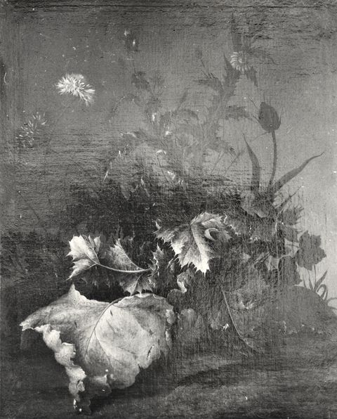 Anonimo — Withoos Matthias - sec. XVII/ XVIII - Sottobosco con fiori e piante — insieme